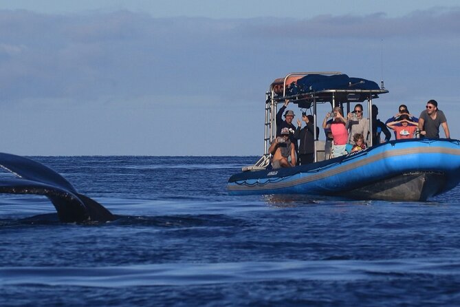 The Best 10 am 1.5 Hour Whale Watching Tour - 10 am in Kihei: calm seas and humpback nursing time