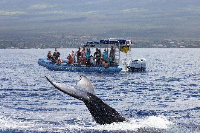 The Best 10 am 1.5 Hour Whale Watching Tour - Price of $97.30: value check for this style of tour