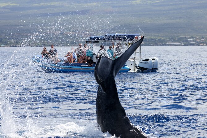 The Best 10 am 1.5 Hour Whale Watching Tour - Who this fits, and who should skip it