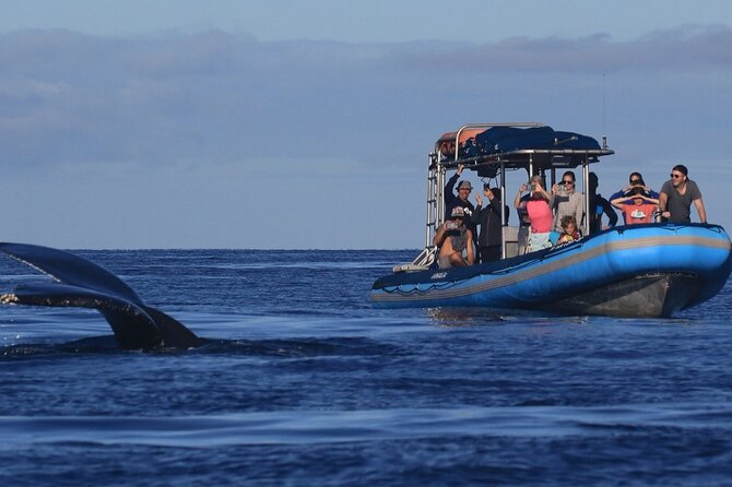 The Best 12 pm 1.5 Hour Whale Watching Tour - Key things to know before you go