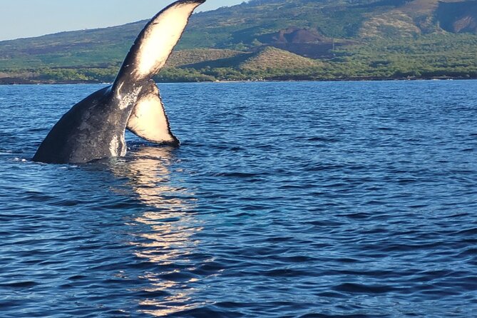 The Best 12 pm 1.5 Hour Whale Watching Tour - What actually happens on the water (and why timing shifts)