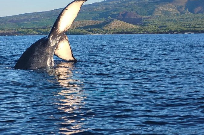 The Best 12 pm 1.5 Hour Whale Watching Tour - Distance, viewing quality, and the reality of regulations