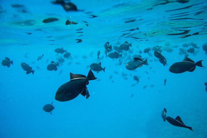 The Best 2.5 Hour Molokini Snorkel Tour & Whale Watch - The small boat ride that sets the tone in Kihei