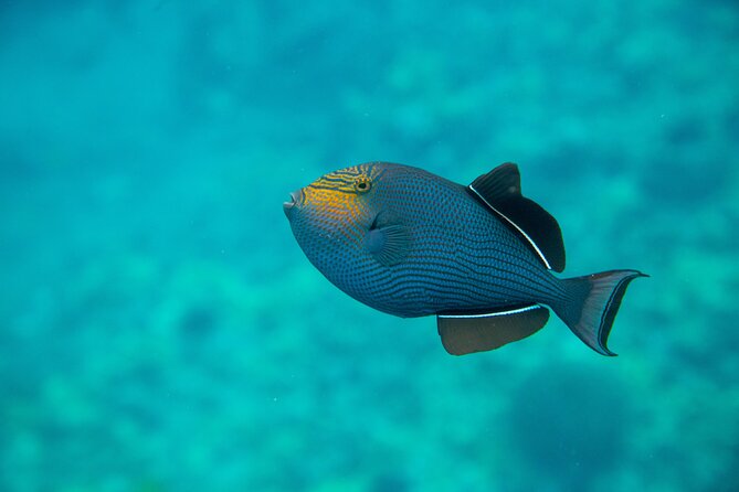 The Best 2 Hour Molokini Express Snorkeling - Outer reef drift and that “edge of the world” feeling