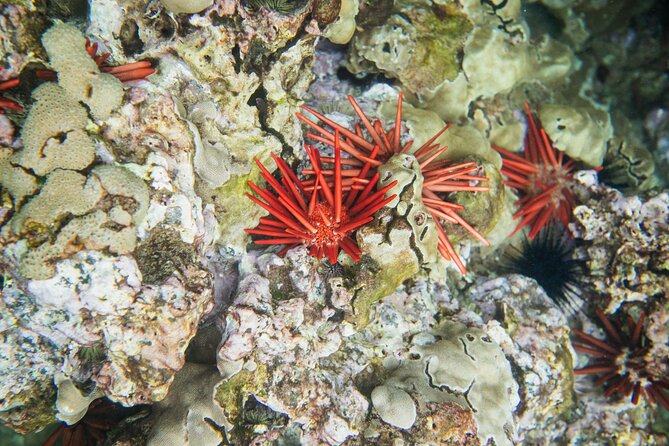 The Best 2 Hour Molokini Express Snorkeling - What you get included, and what to bring yourself