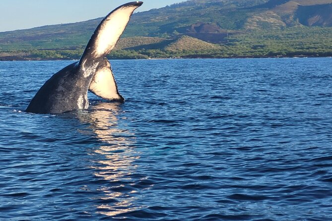 The Best 8 am 1.5 Hour Whale Watching Tour - Key things you should know before you go