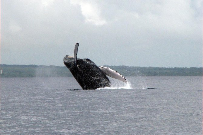 The Best 8 am 1.5 Hour Whale Watching Tour - Crew energy and safety, with names you might hear