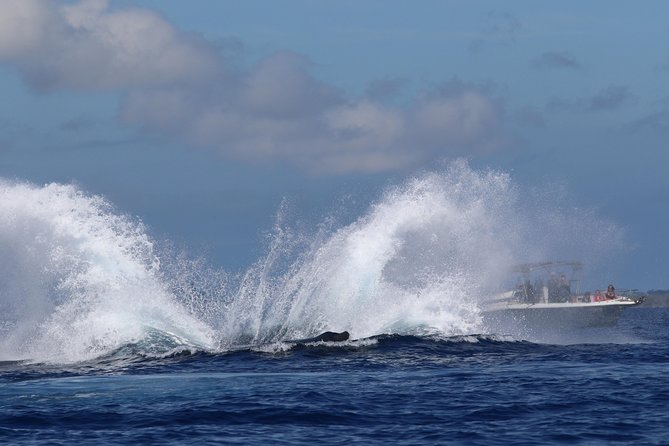 The Best 8 am 1.5 Hour Whale Watching Tour - What you get onboard: juices, water, and how to dress