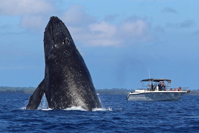 The Best 8 am 1.5 Hour Whale Watching Tour - Hearing humpbacks with the under-water hydrophone