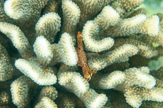 The Best Maui 3 Hour Molokini and Turtle Town Snorkel - Key points I’d circle before you book