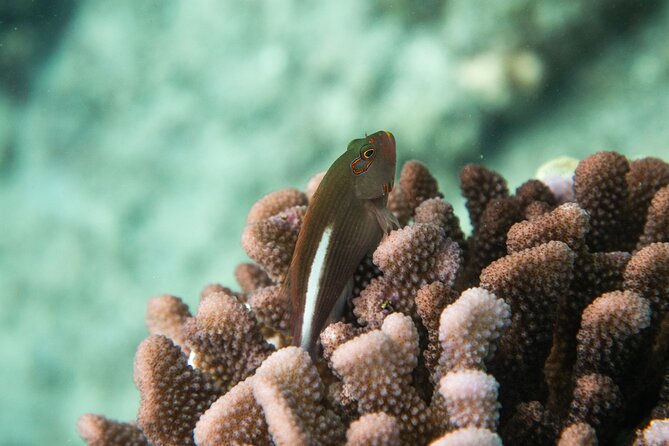 The Best Maui 3 Hour Molokini and Turtle Town Snorkel - Getting to the boat: 7:00 am in Kihei is part of the deal