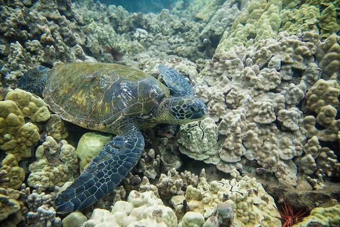 The Best Maui 3 Hour Molokini and Turtle Town Snorkel - La Perouse Bay, Turtle Town: where you’re going for sea turtles