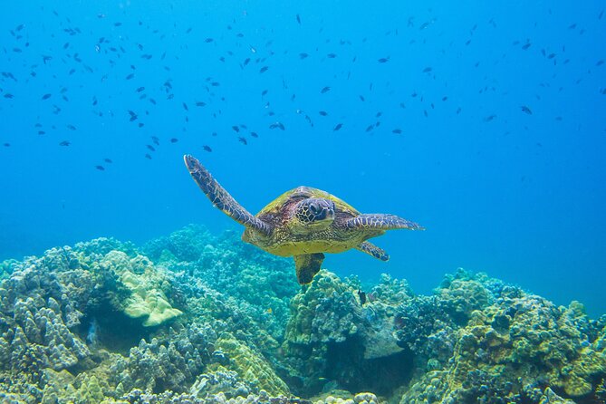 The Best Maui 3 Hour Molokini and Turtle Town Snorkel - The small-boat advantage: flexibility, fewer crowds, and better pacing