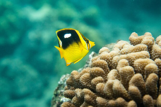 The Best Maui 3 Hour Molokini and Turtle Town Snorkel - Molokini Crater snorkeling: front, outside, and often the back side