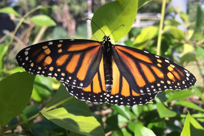 The Maui Butterfly Farm Tour - Key things to look forward to