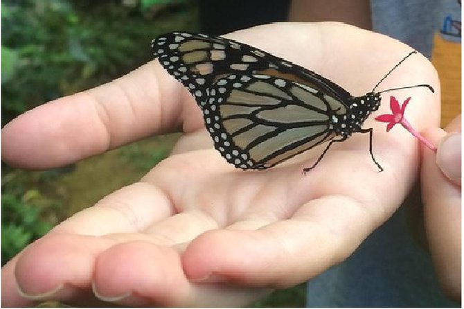 The Maui Butterfly Farm Tour - Maui Butterfly Farm Tour: Fast, Focused, and Actually Educational