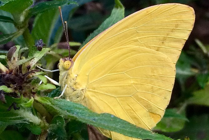 The Maui Butterfly Farm Tour - The Butterfly Flight House and the On-Site Lighthouse Feeding Moment