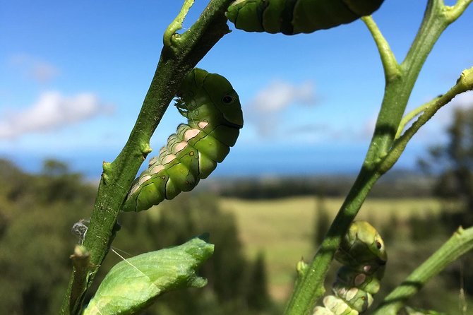 The Maui Butterfly Farm Tour - Hands-On Handling: Caterpillars, Butterflies, and Praying Mantises
