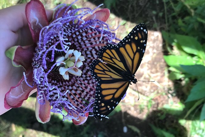 The Maui Butterfly Farm Tour - Who Should Book This Maui Tour (and Who Might Skip It)