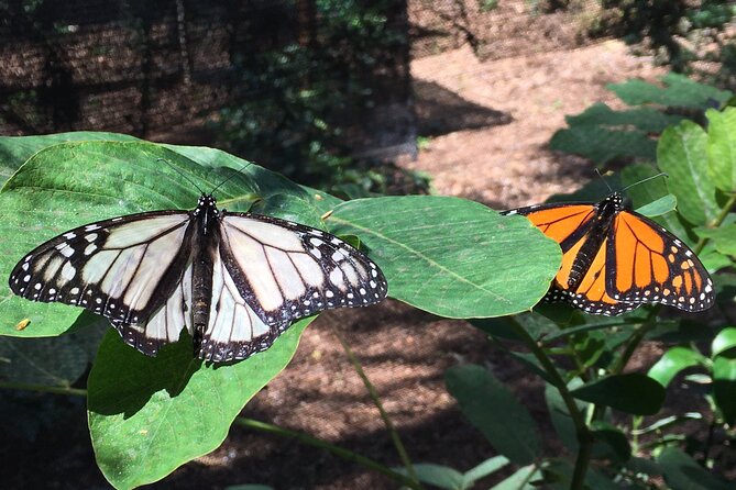 The Maui Butterfly Farm Tour - Price and Value: Is $49.99 Worth It?