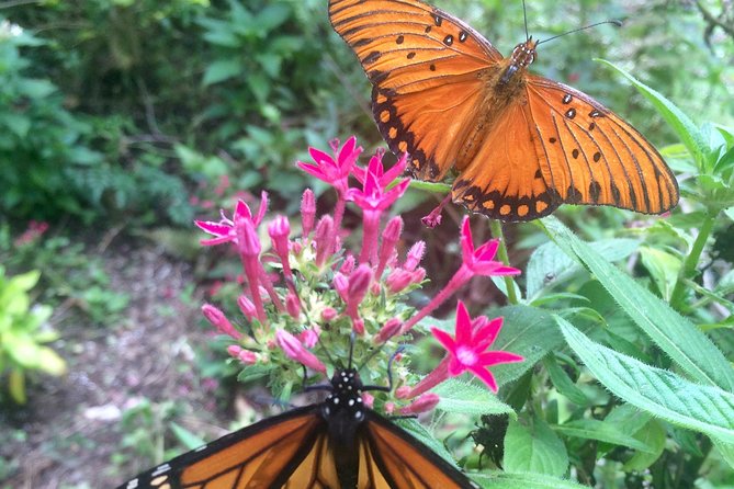 The Maui Butterfly Farm Tour - What to Bring and How to Prepare for Maui Heat