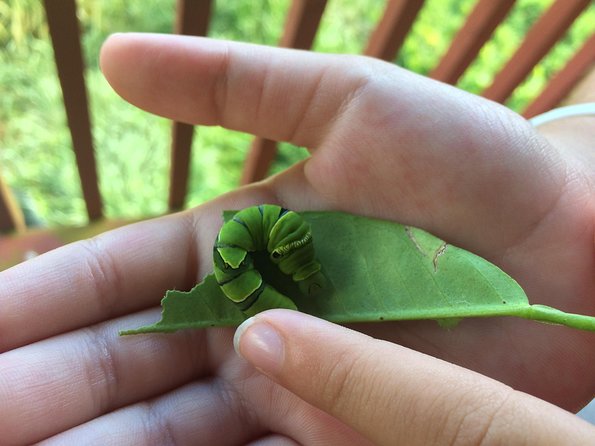 The Maui Butterfly Farm Tour - Getting There From Lahaina, and What the 45 Minutes Really Means
