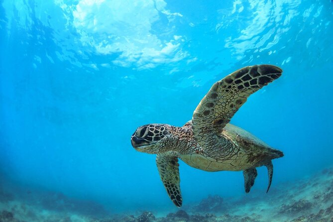 Turtle Reef Kayak Tour of Makena, Maui - Kayaks and snorkeling gear: what you get, and why it helps