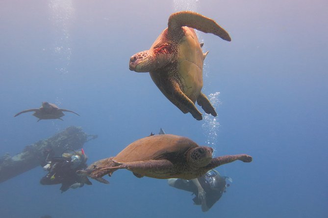 Turtle & Shark Scuba Dive in Lahaina: Certified - Gear is included, but water comfort is on you