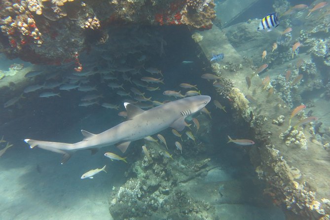 Turtle & Shark Scuba Dive in Lahaina: Certified - What you’re really paying for: private guide attention in a small group