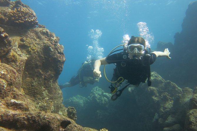 Turtle & Shark Scuba Dive in Lahaina: Certified - Turtle, shark, and endemic species spotting, plus a few real highlights