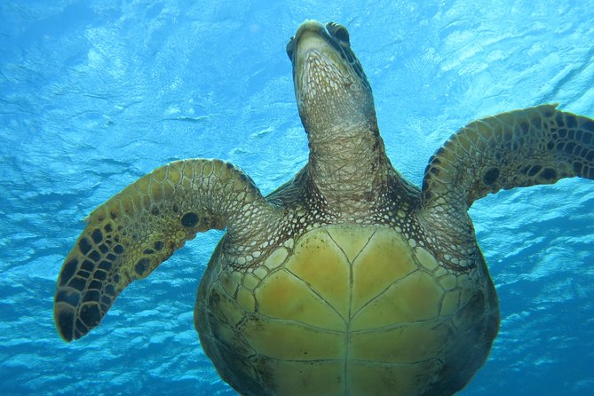 Turtle & Shark Scuba Dive in Lahaina: Certified - After you’re out of the water: the 18-hour rule you cannot ignore