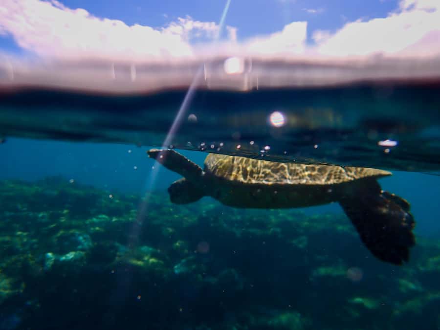 Turtle Town Clear Kayak & Snorkel Tour (8am-11am) - Key highlights worth planning around