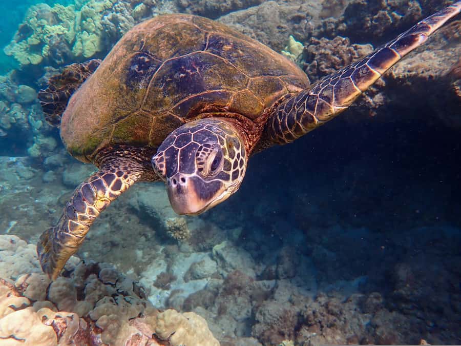Turtle Town Clear Kayak & Snorkel Tour (8am-11am) - Turtle Town reef time, and why you stay near the shoreline