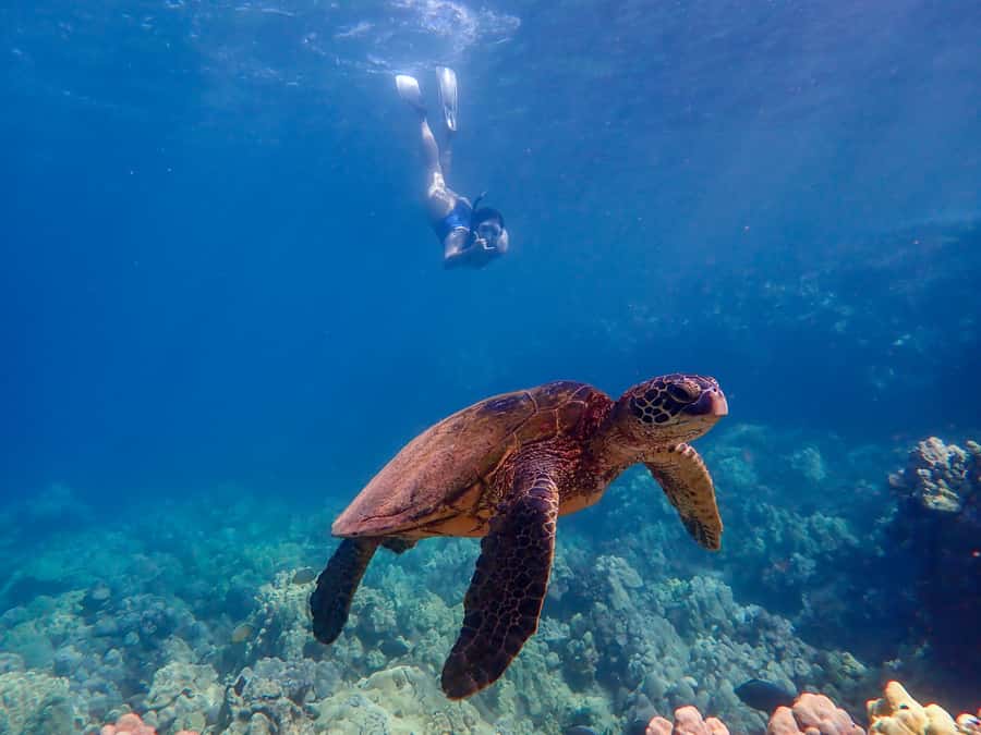Turtle Town Clear Kayak & Snorkel Tour (8am-11am) - Wildlife expectations: turtles likely, whales and dolphins not the plan
