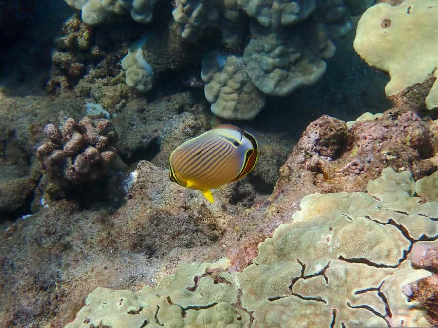Turtle Town Clear Kayak & Snorkel Tour (8am-11am) - Tips to make your morning smoother (and your photos better)