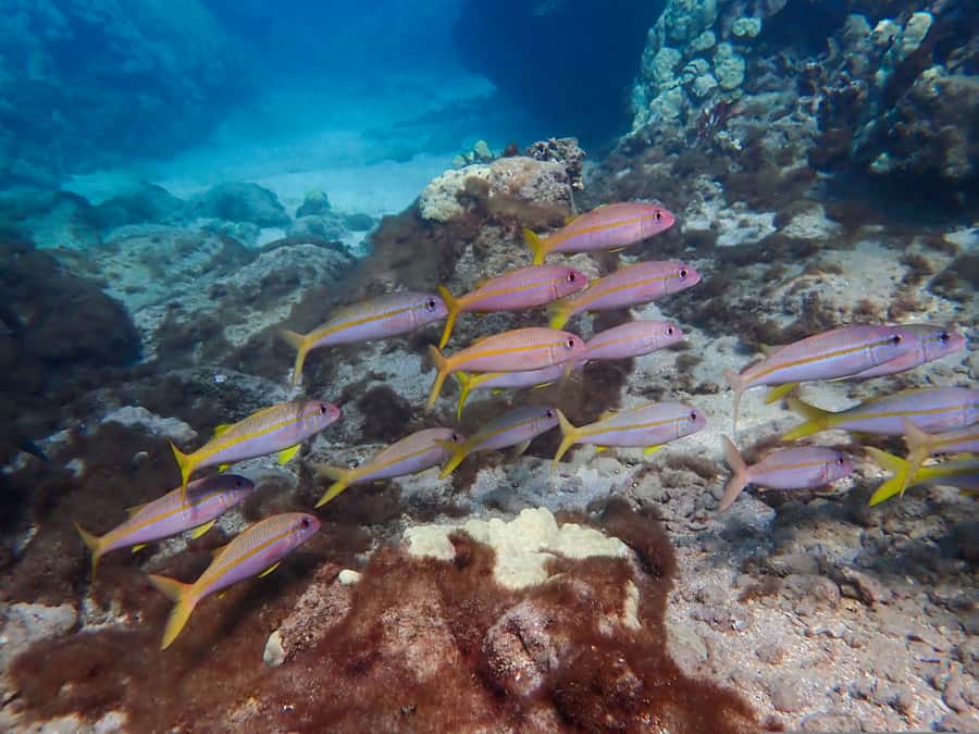 Turtle Town Clear Kayak & Snorkel Tour (8am-11am) - Who should book this Turtle Town clear kayak and snorkel tour