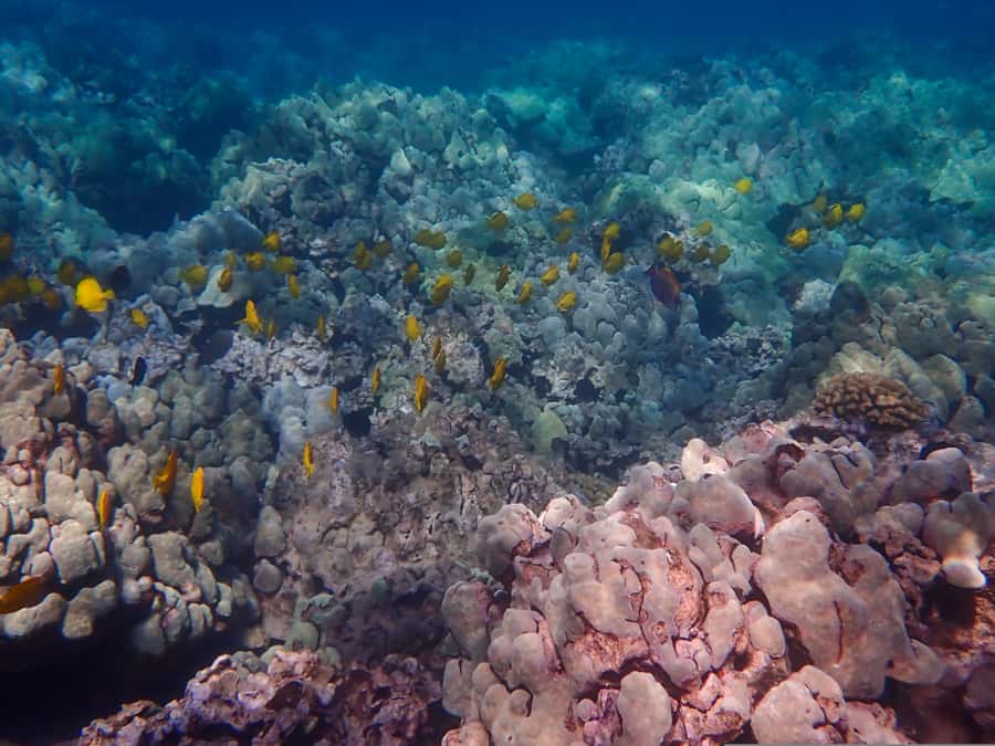Turtle Town Clear Kayak & Snorkel Tour (8am-11am) - Who this tour suits best, and who should skip it