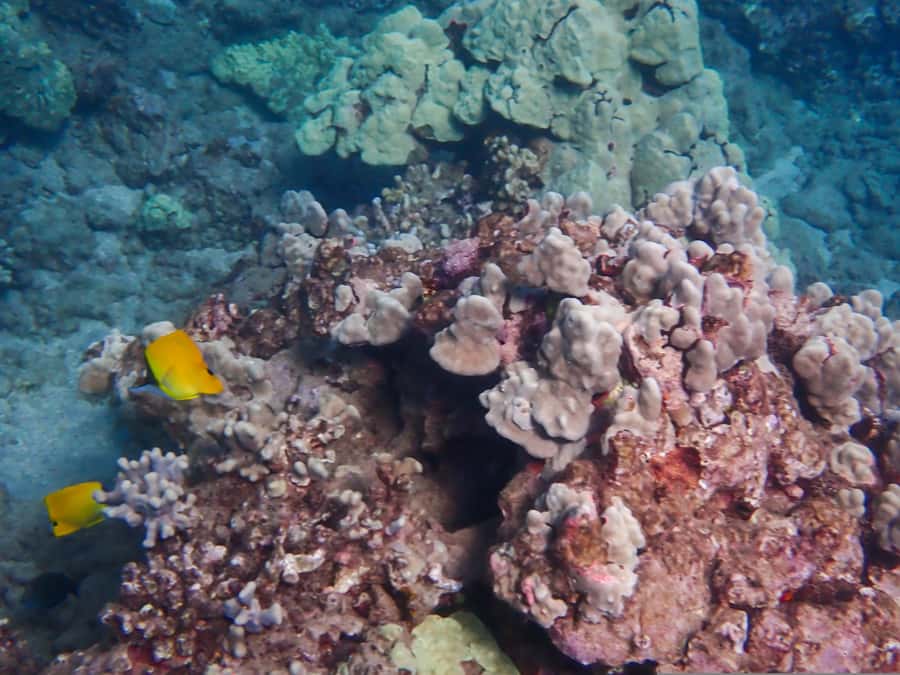 Turtle Town Clear Kayak & Snorkel Tour (8am-11am) - What the 3-hour flow feels like, from check-in to back on land