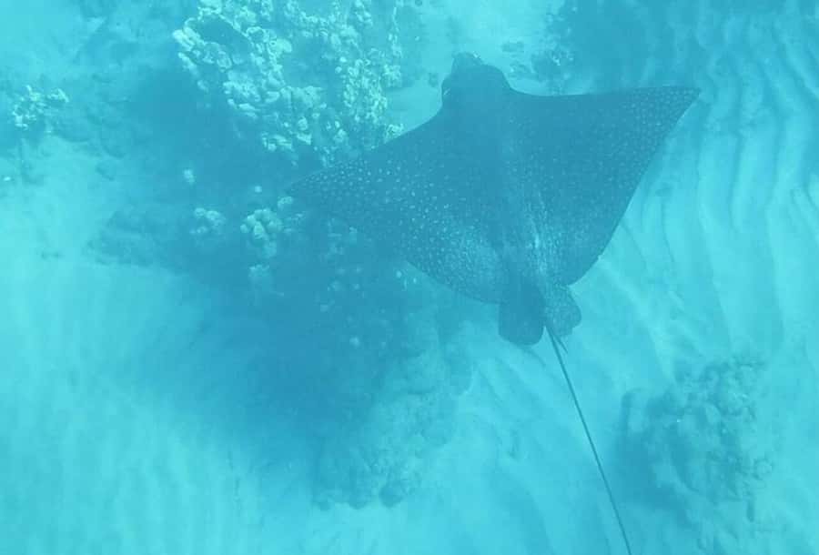 Turtle Town, Makena; Clear Bottom Kayak and Snorkel Tour - Snorkeling in Maui’s marine life zone, turtles to manta rays