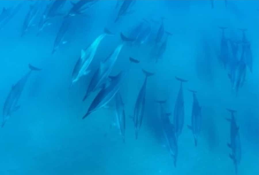 Turtle Town, Makena; Clear Bottom Kayak and Snorkel Tour - Marine-life etiquette that keeps things safe and respectful