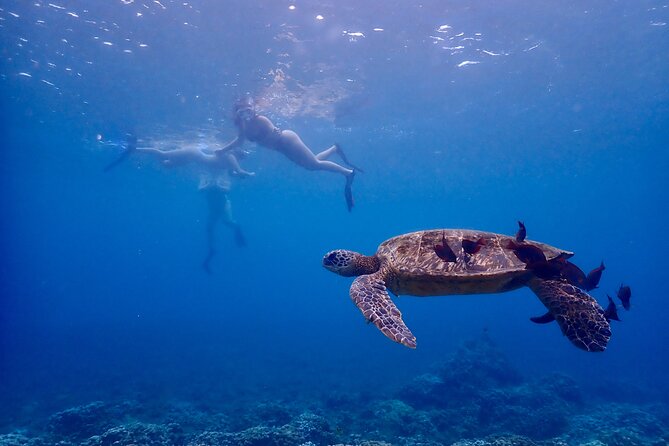 Turtle Town Snorkel with Free Photo and Video - Beginners - Getting Geared Up Without Overthinking It