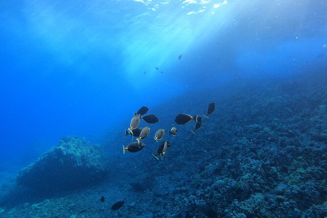 Turtle Town Snorkel with Free Photo and Video - Beginners - What You’ll See Around Turtle Town and Maluaka Beach