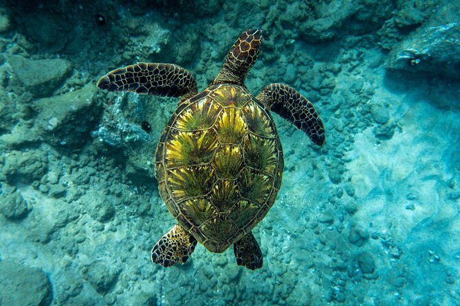 Turtle Town Snorkel with Free Photo and Video - Beginners - How the Free Underwater Photos and Video Work