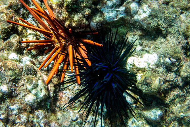 Turtle Town Snorkel with Free Photo and Video - Beginners - Meet Your Guide, and Why Small Groups Matter