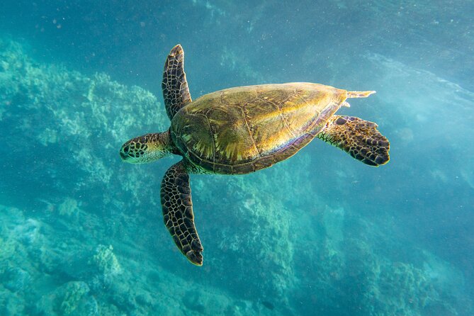 Turtle Town Snorkel with Free Photo and Video - Beginners - Sea Scooters, Comfort, and Getting Your Confidence Up