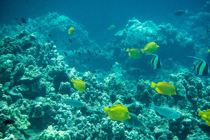 Turtle Town Snorkel with Free Photo and Video - Beginners - Price and Value: Is $149 Actually Fair for Maui?