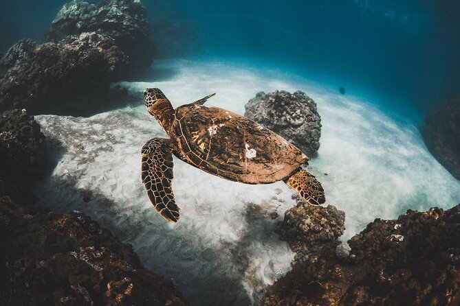 Turtles & Tacos Luxury Catamaran Snorkel - Key things to know before you go