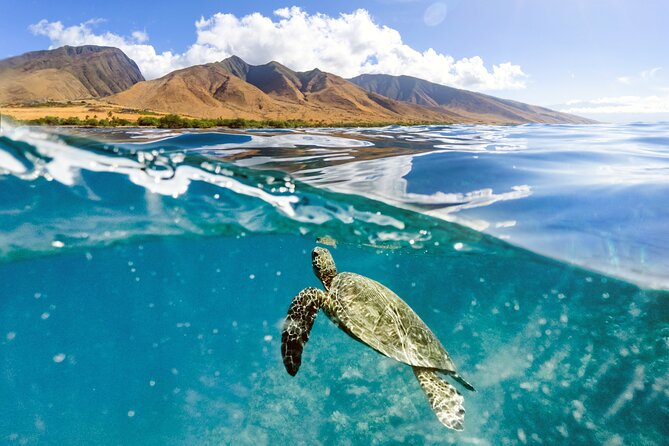 Turtles & Tacos Luxury Catamaran Snorkel - Taco lunch, margaritas, and craft beer, plus the comfort extras that matter