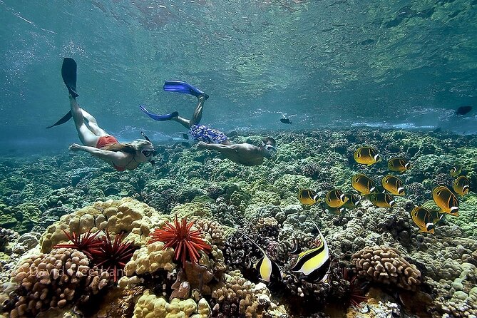 Turtles & Tacos Luxury Catamaran Snorkel - Whale chances in peak season, plus other wildlife you might spot