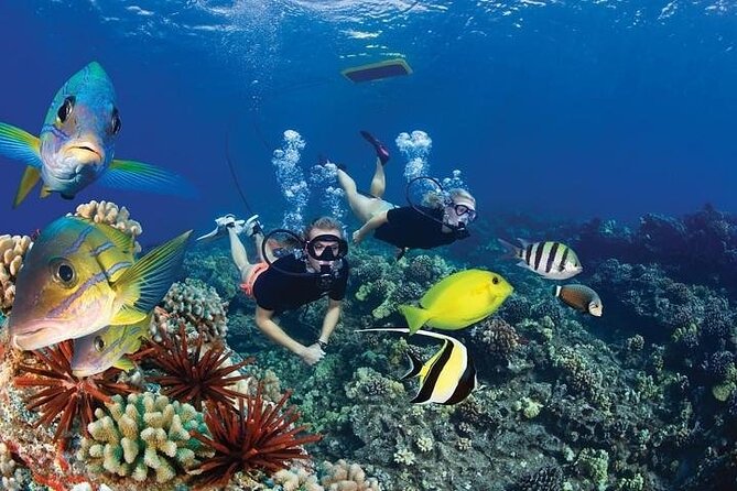 Turtles & Tacos Luxury Catamaran Snorkel - Who should book this tour, and who should skip it
